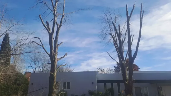 Árboles con poda de altura terminada